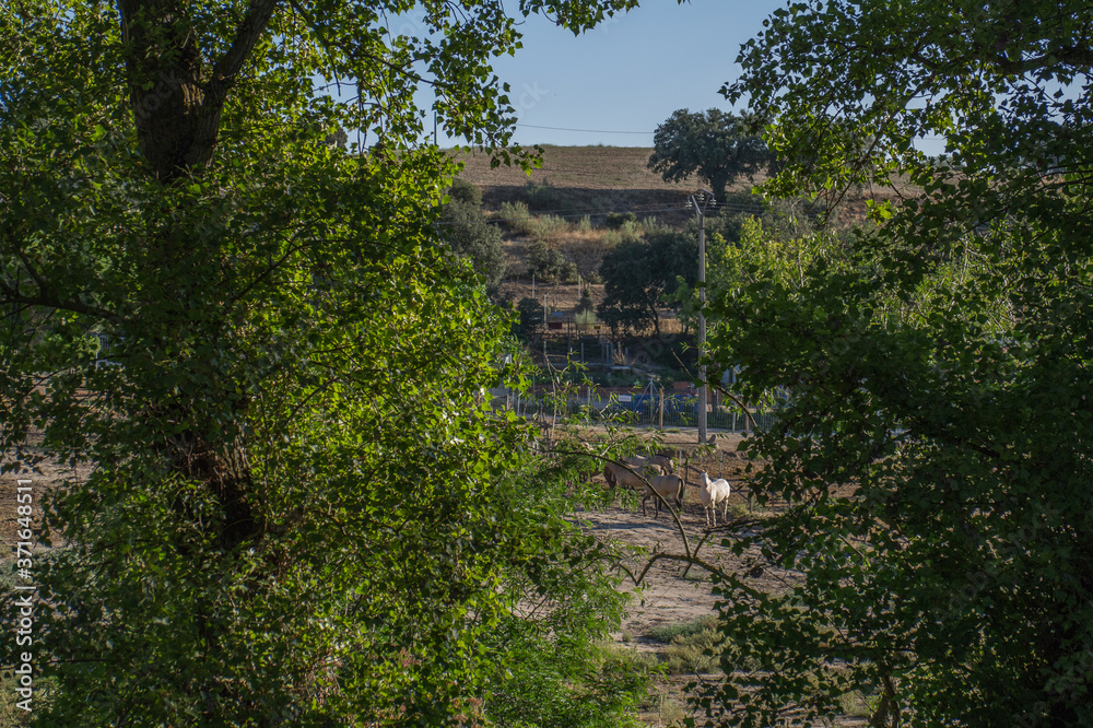 konie widok zwierzęta drzewa natura stado