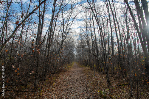 Woodland in Winnipeg, Manitoba, photographed in late fall. © Mark Hunter
