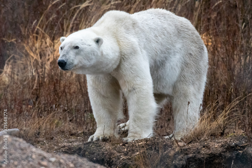 Male polar bear (Ursus maritimus) photographed at Nanuk Lodge, Hudson Bay, Canada Male polar bear (Ursus maritimus) photographed at Nanuk Lodge, Hudson Bay, Canada