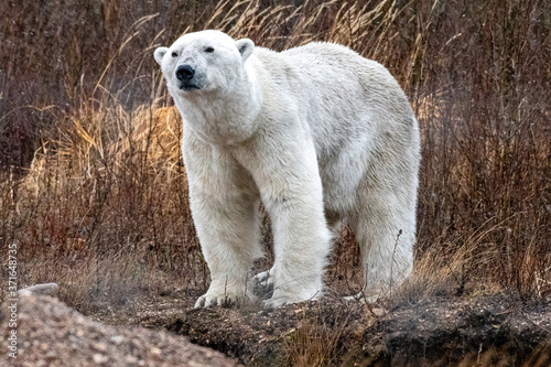 Male polar bear (Ursus maritimus) photographed at Nanuk Lodge, Hudson Bay, Canada photo