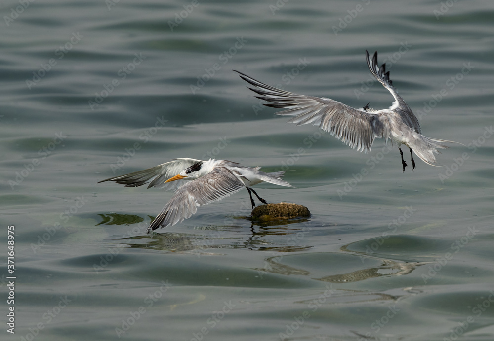 Greater Crested Tern pushing other from the float at Busaiteen coast, Bahrain Greater Crested Tern pushing other from the float at Busaiteen coast, Bahrain