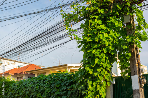 Messy communication cable and Electric power line pole with creeper plants problem of not maintained,a weeds covered cabling manage in Thailand.