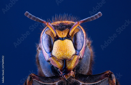 portrait of a hornet insect close up