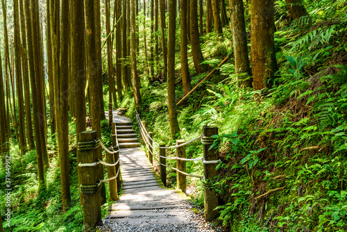 The footpath view of the Sun-Link-Sea Forest Recreation Area in Nantou, Taiwan.
