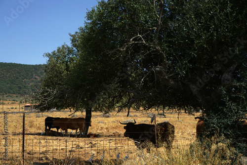 Arid landscape in Portugal's Alantejo photographed in summer