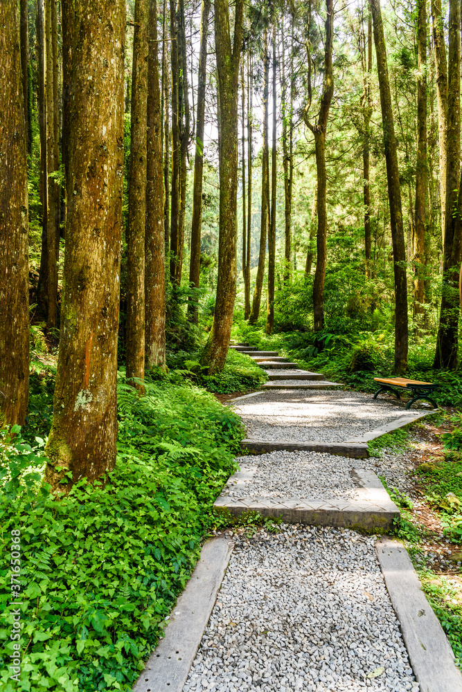 Φωτογραφία View of the Stone stair footpath through the forest in Sun-Link-Sea Forest Recreation Area in Nantou, Taiwan