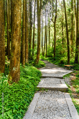 View of the Stone stair footpath through the forest in Sun-Link-Sea Forest Recreation Area in Nantou, Taiwan. photo