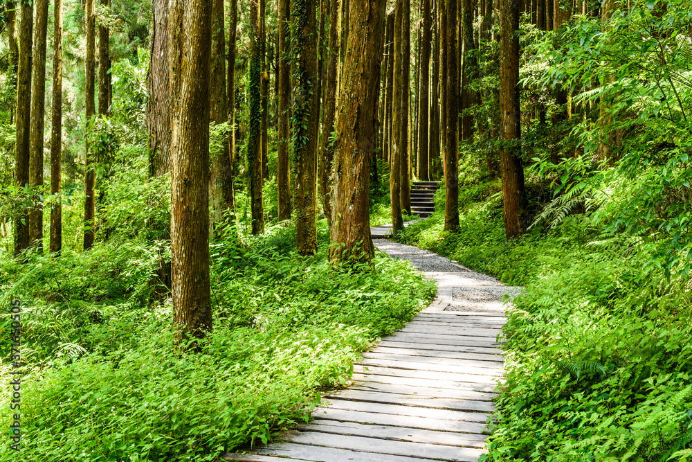Fototapeta premium The stone stairs path passes through the forest in the mountains of Taiwan