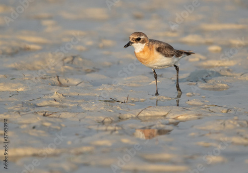 Greater sand plover in breeding plumage at Busaiteen coast of Bahrain