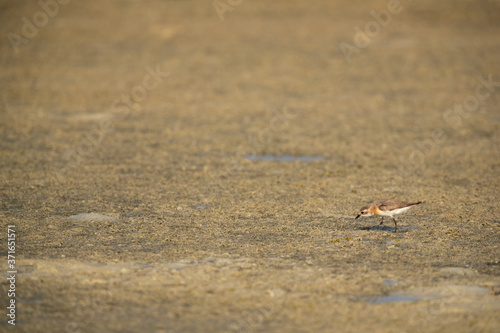 Greater sand plover in its habitat at Busaiteen coast of Bahrain