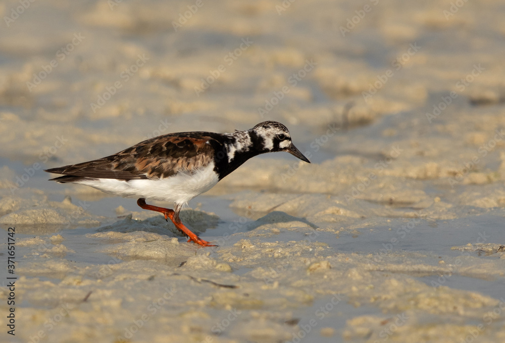 Ruddy Turnstone at Busaiteen coast, Bahrain