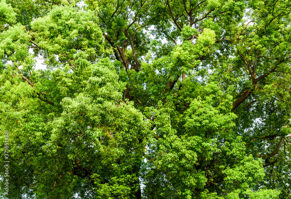 Green trees in the park as background Green trees in the park as background