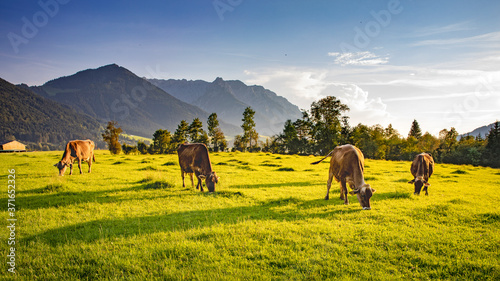 Kuhherde grast auf grüner Weide zwischen Bergen