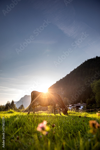 Kuh auf Weide grast im Sonnenuntergang