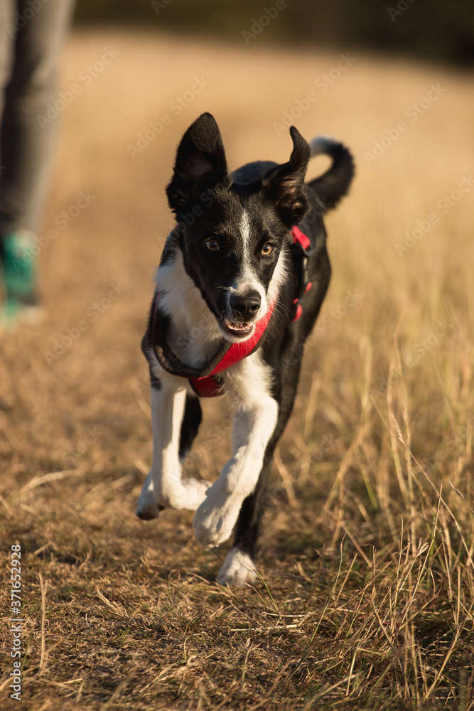 cute border collie puppy dog running in tall yellow grass