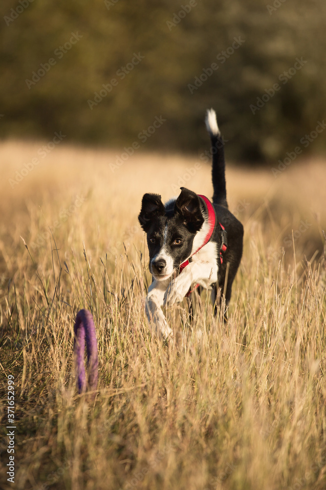 cute border collie puppy dog chasing a purple puller toy in tall yellow grass