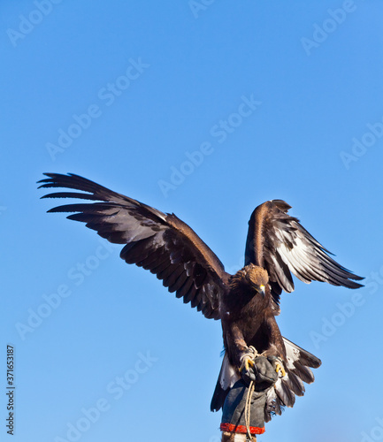 mongolian golden eagle under sunshine