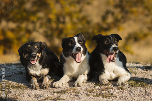 three border collie dogs laying down next to each other on a hill in autumn