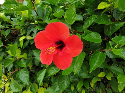 Red hibiscus flower on the green leaves background, hibiscus bush with a beautiful red flower.