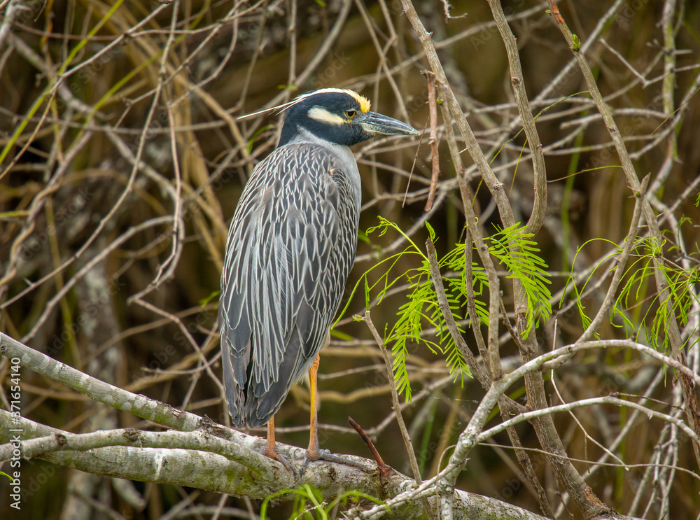 Fototapeta premium Yellow-crowned Night Heron