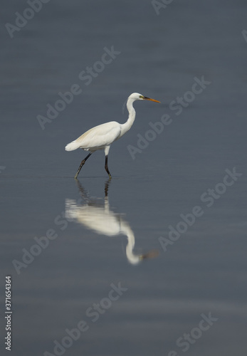Western reef heron white morphed with beautiful reflection on water at Busaiteen coast, Bahrain © Dr Ajay Kumar Singh