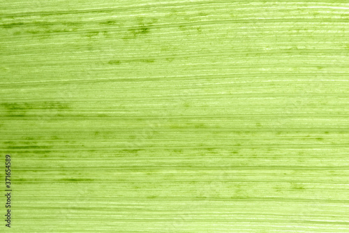 Corn leaf super macro shot. Texture of green grass leaf on clearance background.