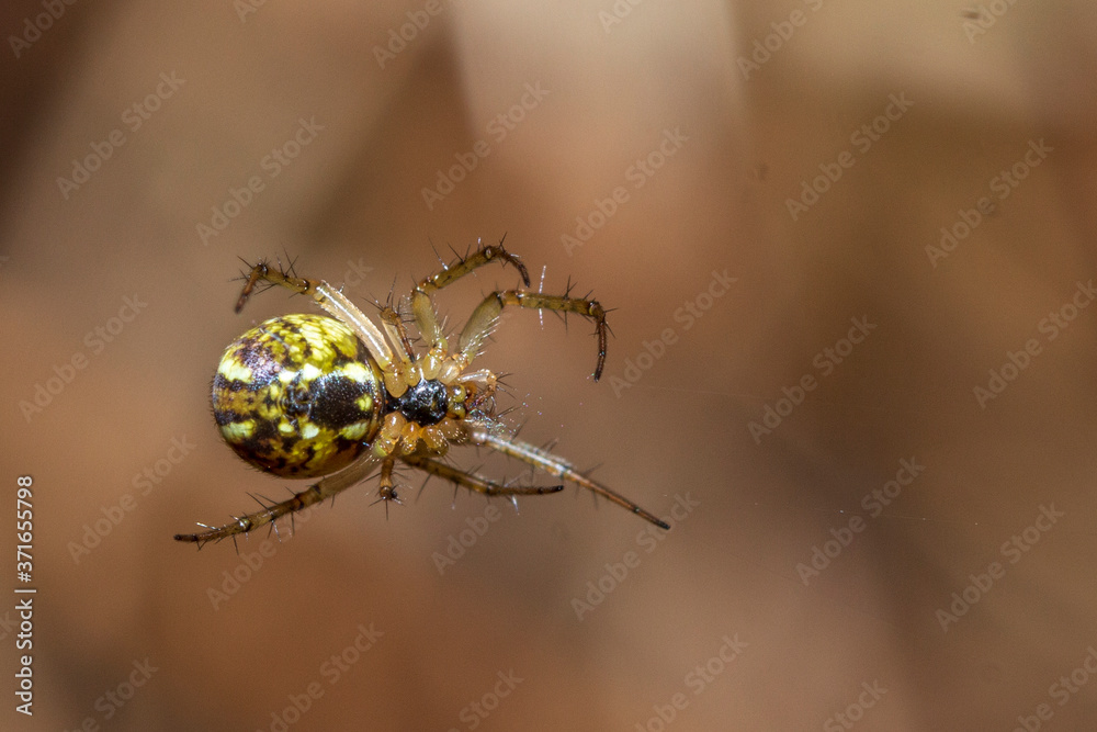 Fototapeta premium Arácnido.