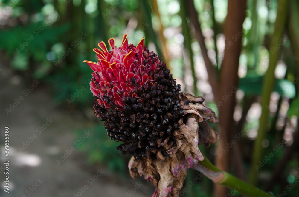 Tropical Flower with its beautiful colors and shape. Tropical Flower with its beautiful colors and shape.