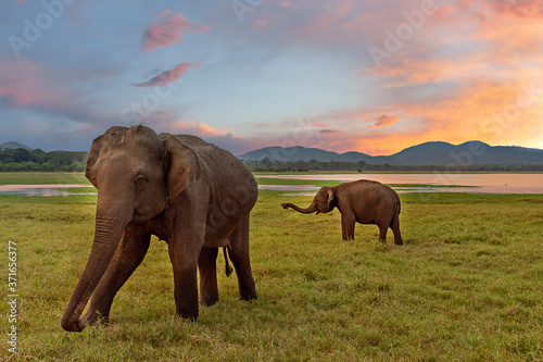 Asian elephants at the sunset in Minneriya, Sri Lanka. photo