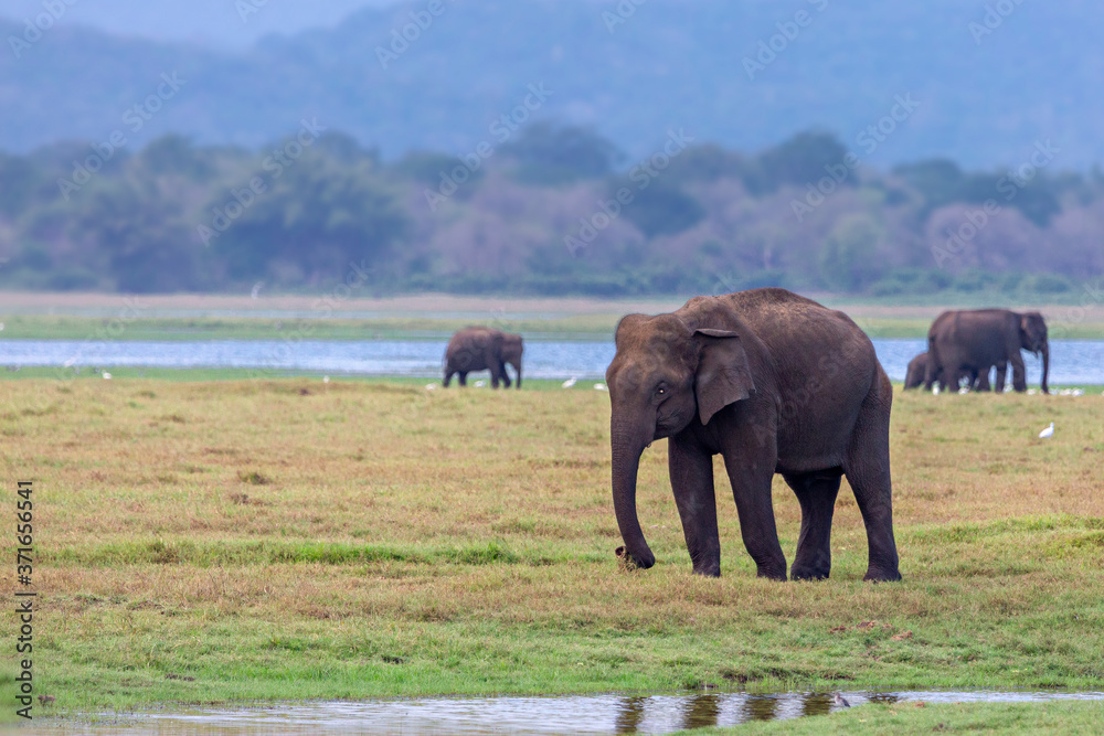 Asian elephants in Minneriya, Sri Lanka.