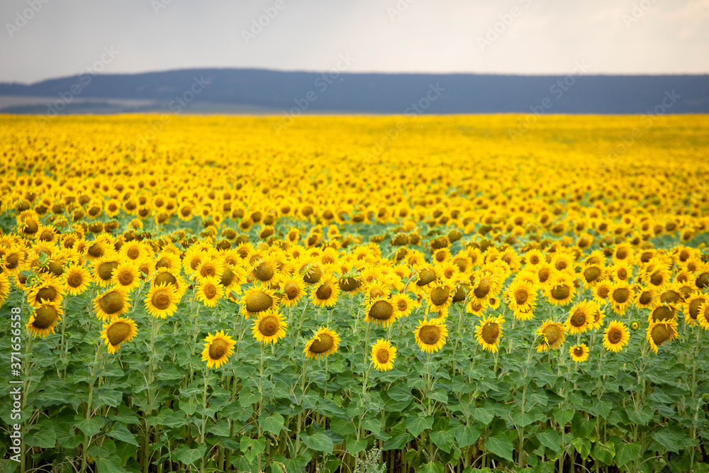 yellow bright flowers of sunflower on a large field