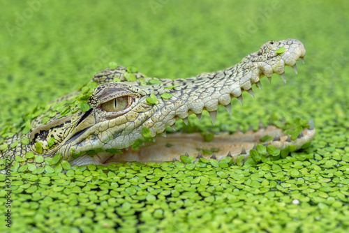 Leinwand Poster Saltwater crocodile in a pond full of algae