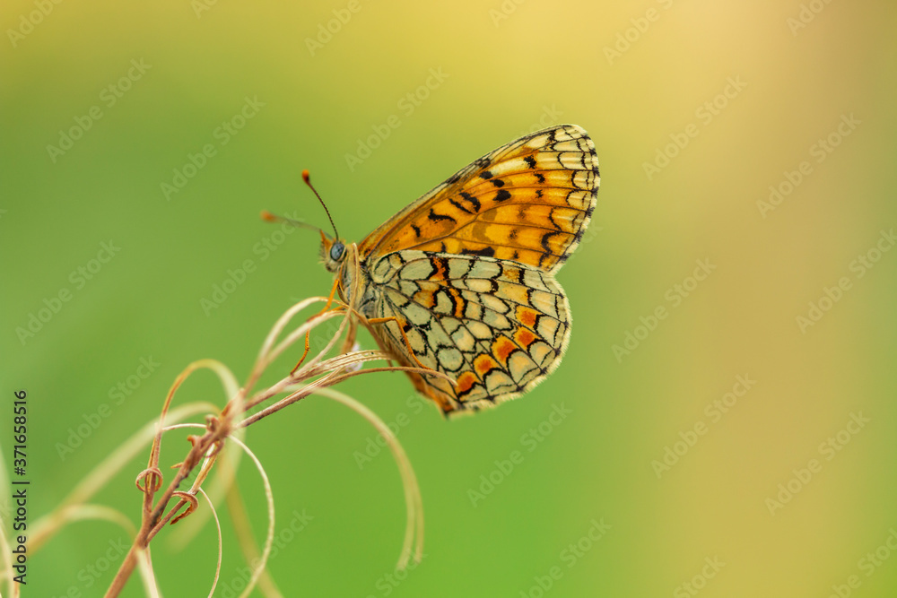 Obraz premium Argynnis paphia. Nacarada.