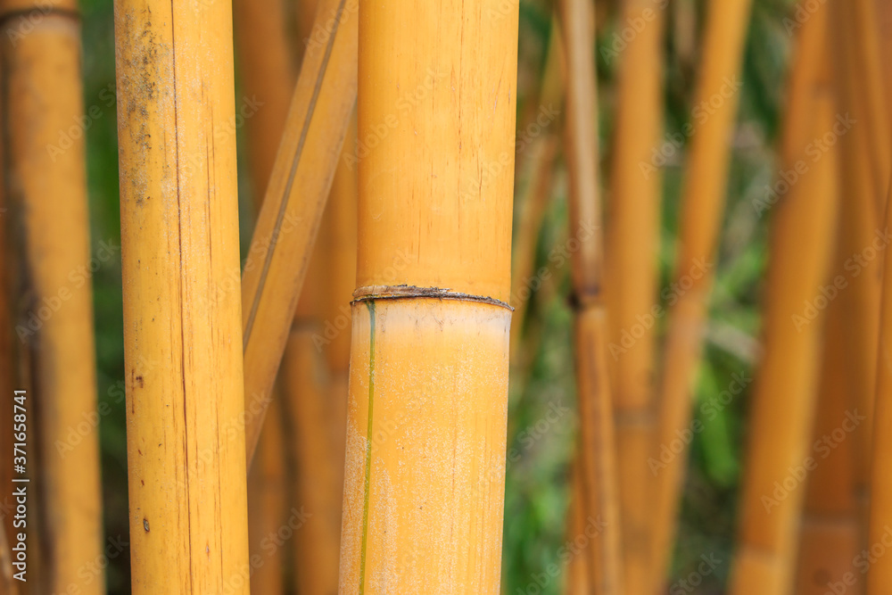 Light Golden bamboo in Chiang Mai, Thailand