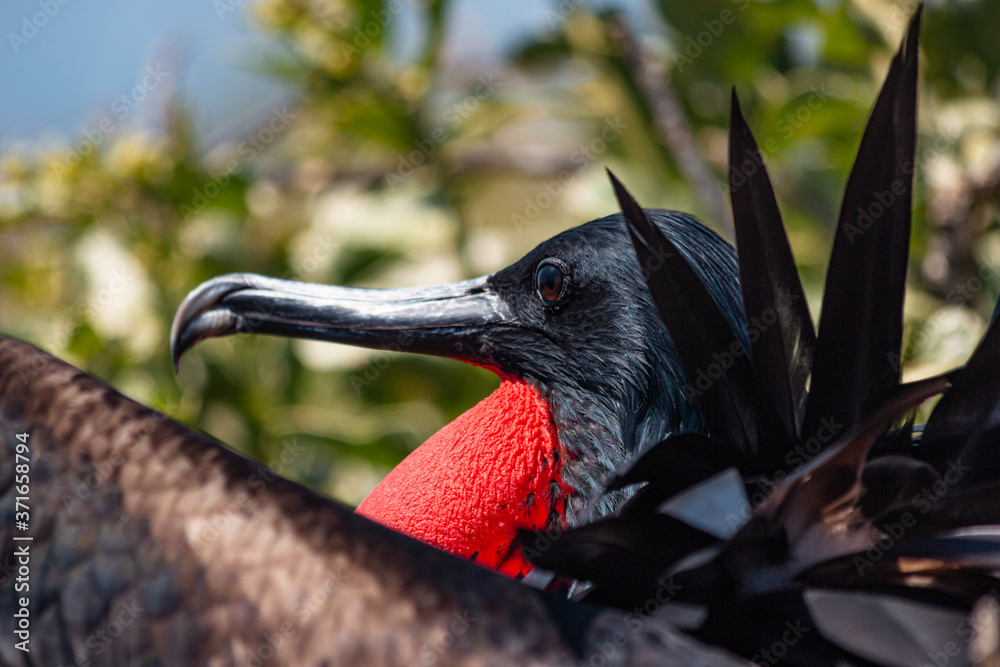 Naklejka premium Great Frigatebird