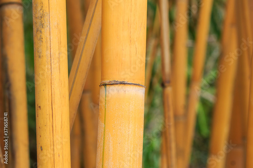 Obraz na płótnie Light Golden bamboo in Chiang Mai, Thailand w salonie