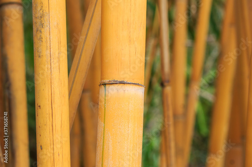 Light Golden bamboo in Chiang Mai  Thailand