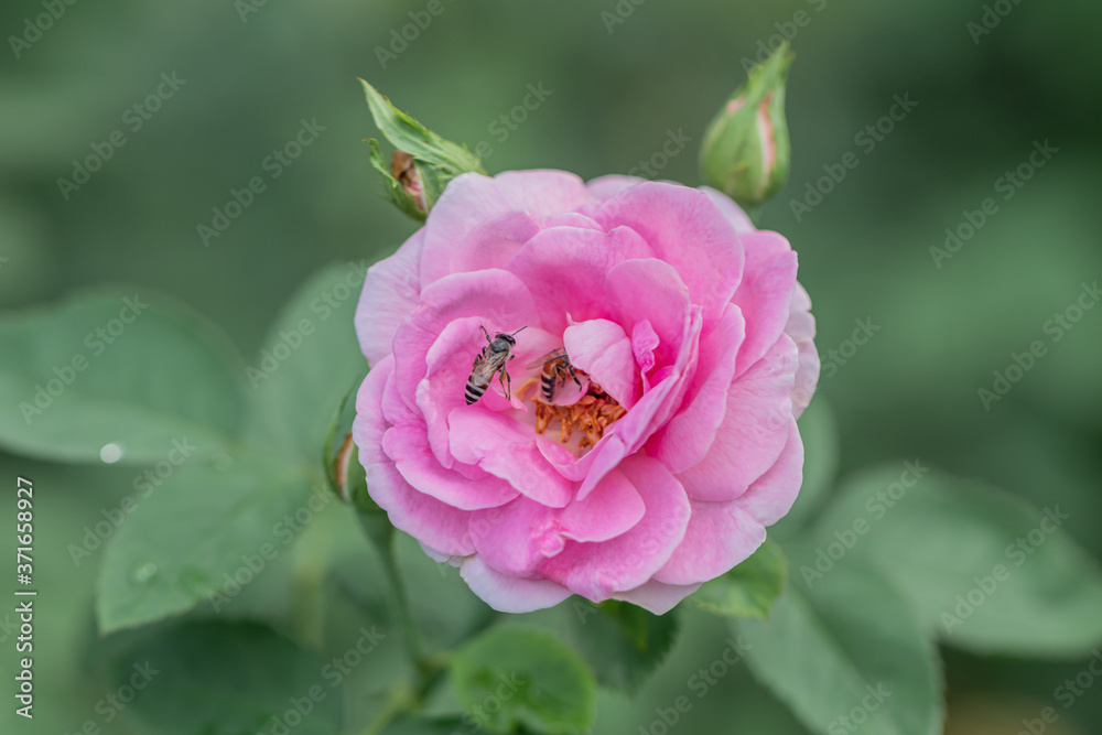 Selective focus pink rose in a garden.Close up pink flower. Selective focus pink rose in a garden.Close up pink flower.
