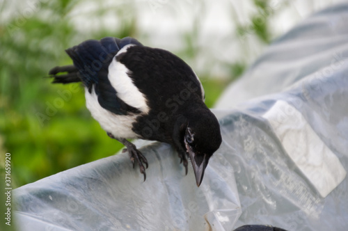 Magpie on a Greenhouse photo