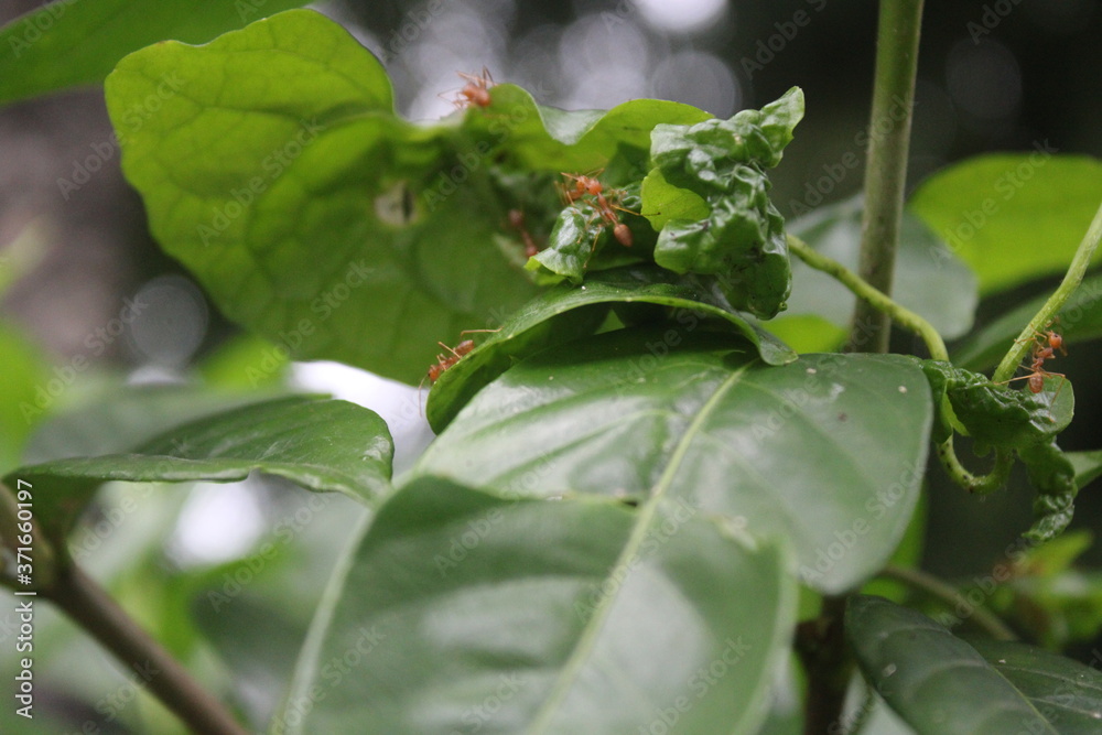 red ants making nest in leaves red ants making nest in leaves