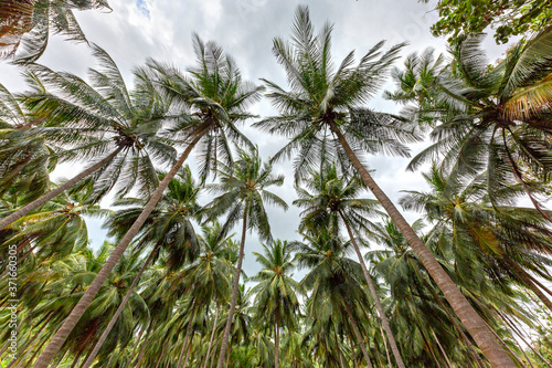 Coconut trees in Sri Lanka