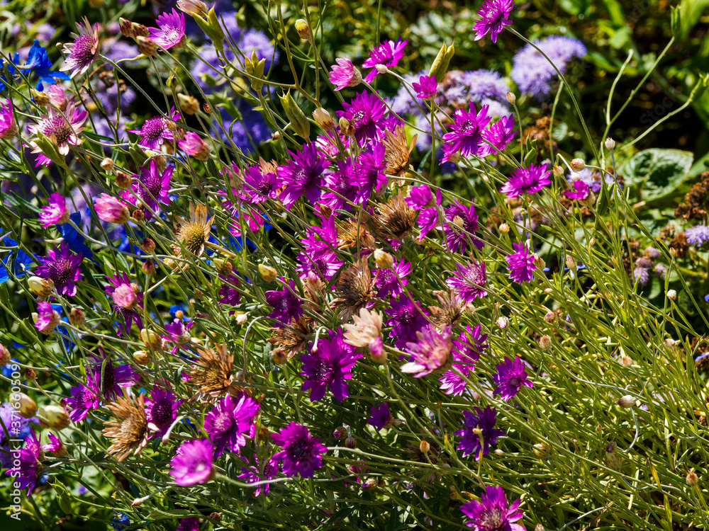 Obraz premium Xeranthemum annuum - xéranthème annuel ou immortelle aux délicates tiges florales de couleur mélangées du violet clair, rose à blanc au rouge brillant, petites bractées rayonnantes