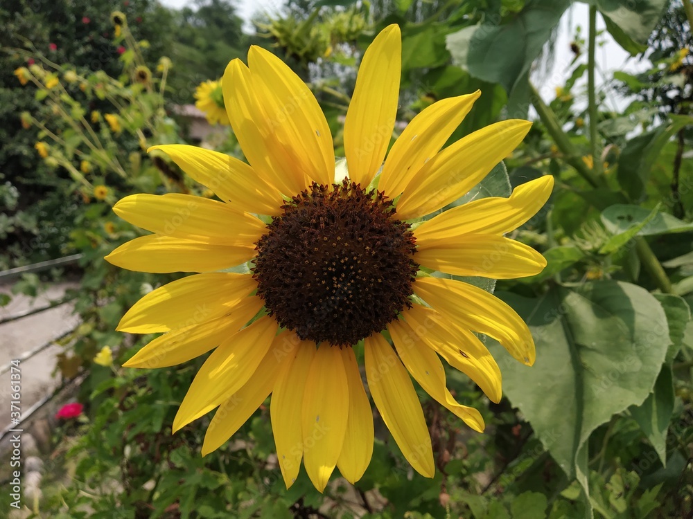 Obraz premium closeup shot of a sunflower 