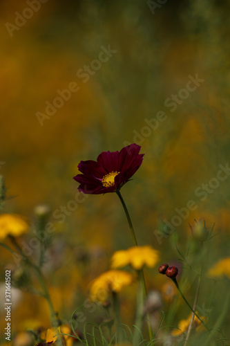 dark red cosmos bipinnatus in flower meadow