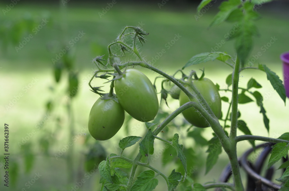Fototapeta premium Green tomatoes in the garden