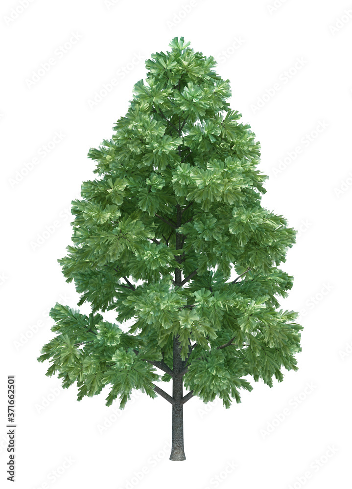 Nature object tree isolated white background Nature object tree isolated white background