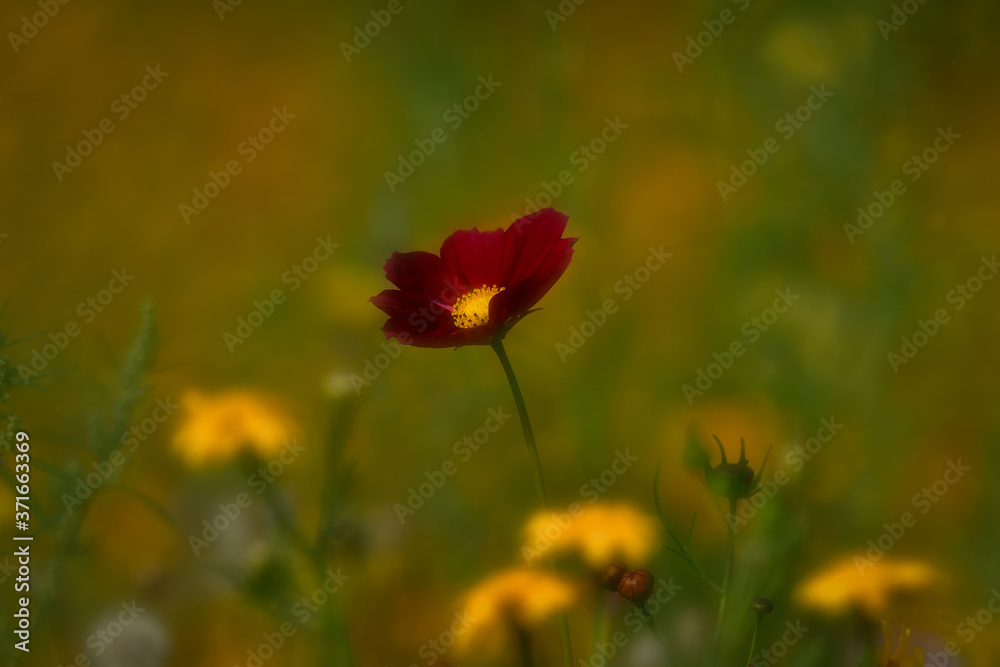 cosmos bipinnatus flower postcard softener cosmos bipinnatus flower postcard softener
