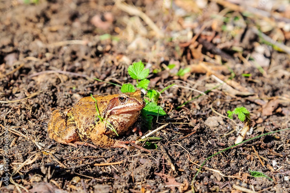 Toad, or the present toad (lat. Bufonidae) on a bright sunny autumn day. Moscow region, Russia. Toad, or the present toad (lat. Bufonidae) on a bright sunny autumn day. Moscow region, Russia.