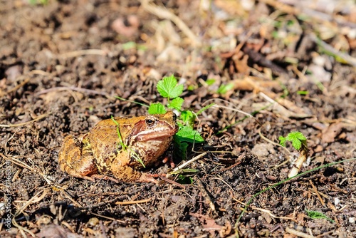 Toad, or the present toad (lat. Bufonidae) on a bright sunny autumn day. Moscow region, Russia.