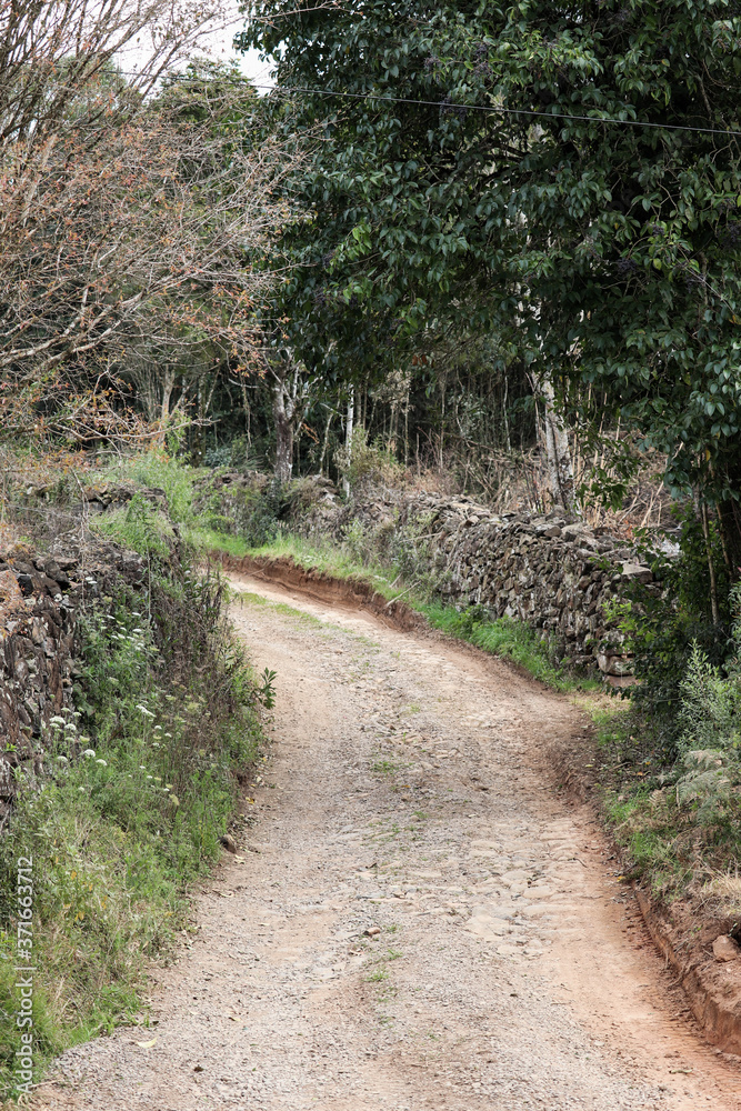 Fototapeta premium path in the forest